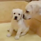 ラブラドールレトリーバー,動画