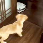 ゴールデンレトリーバー,動画