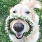 ゴールデンレトリーバー,動画