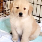 ゴールデンレトリーバー,動画