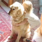 ゴールデンレトリーバー,動画