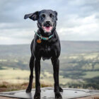 ラブラドールレトリーバー,画像