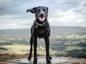 ラブラドールレトリーバー,画像