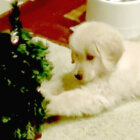 ゴールデンレトリーバー,動画