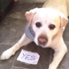 ラブラドールレトリーバー,動画