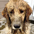 ゴールデンレトリーバー,動画