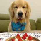 ゴールデンレトリーバー,動画