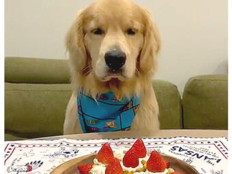 ゴールデンレトリーバー,動画