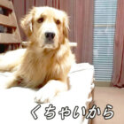 ゴールデンレトリーバー,動画