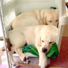 ラブラドールレトリーバー,動画