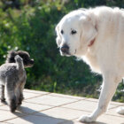 レトリーバー,シニア,多頭飼い