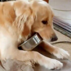 ゴールデンレトリーバー,動画