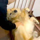 ゴールデンレトリーバー,動画