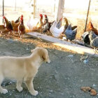 ゴールデンレトリーバー,動画