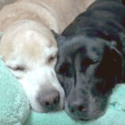 ラブラドールレトリーバー,動画