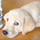 ラブラドールレトリーバー,動画