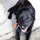 ラブラドールレトリーバー,特集