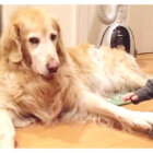 ゴールデンレトリーバー,動画