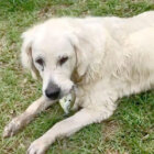 ゴールデンレトリーバー,動画