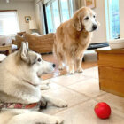 レトリーバー,南村友紀