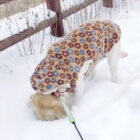 ラブラドールレトリーバー,動画