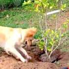 ゴールデンレトリーバー,動画