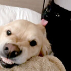 ゴールデンレトリーバー,動画