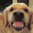 ゴールデンレトリーバー,動画