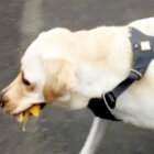 ラブラドールレトリーバー,動画