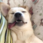 ラブラドールレトリーバー,動画