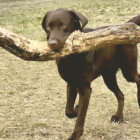 ラブラドールレトリーバー,動画