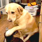 ラブラドールレトリーバー,動画