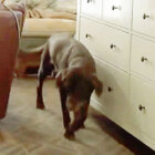 ラブラドールレトリーバー,動画