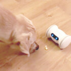 ラブラドールレトリーバー,動画