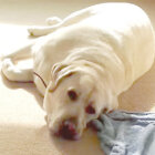 ラブラドールレトリーバー,動画