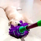 ゴールデンレトリーバー,動画