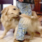 ゴールデンレトリーバー,動画