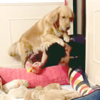 ゴールデンレトリーバー,動画