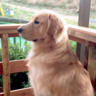 ゴールデンレトリーバー,動画