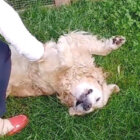 ゴールデンレトリーバー,動画