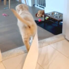 ゴールデンレトリーバー,動画