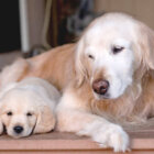 レトリーバー,多頭飼い