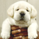 ラブラドールレトリーバー,動画