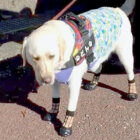 ラブラドールレトリーバー,動画