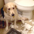 ゴールデンレトリーバー,動画