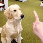 ゴールデンレトリーバー,動画