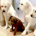 ラブラドールレトリーバー,動画