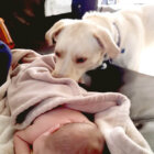 ラブラドールレトリーバー,動画