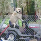 ラブラドールレトリーバー,動画