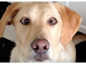 ラブラドールレトリーバー,動画